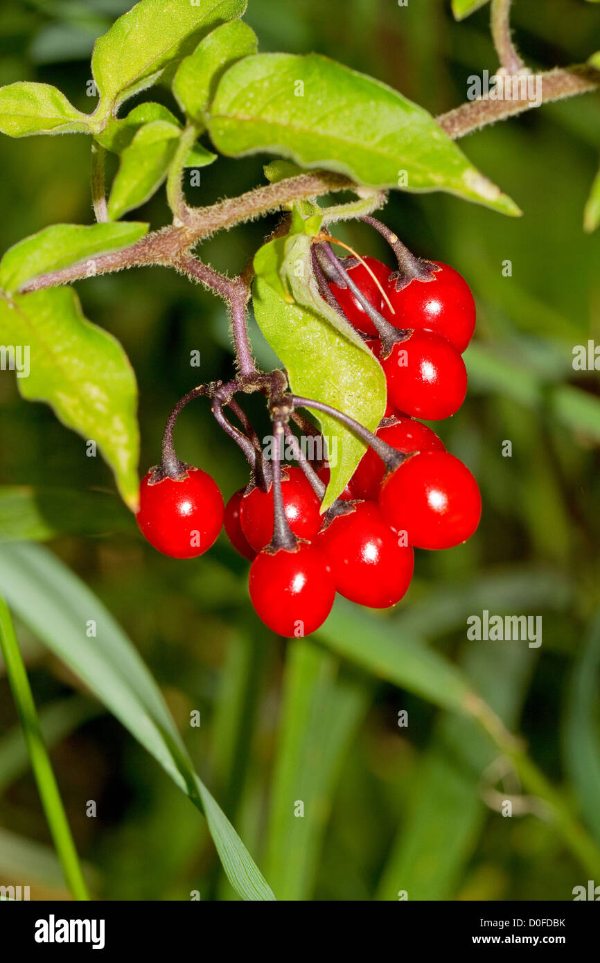 Bittersweet or Woody Nightshade Stock Photo Alamy