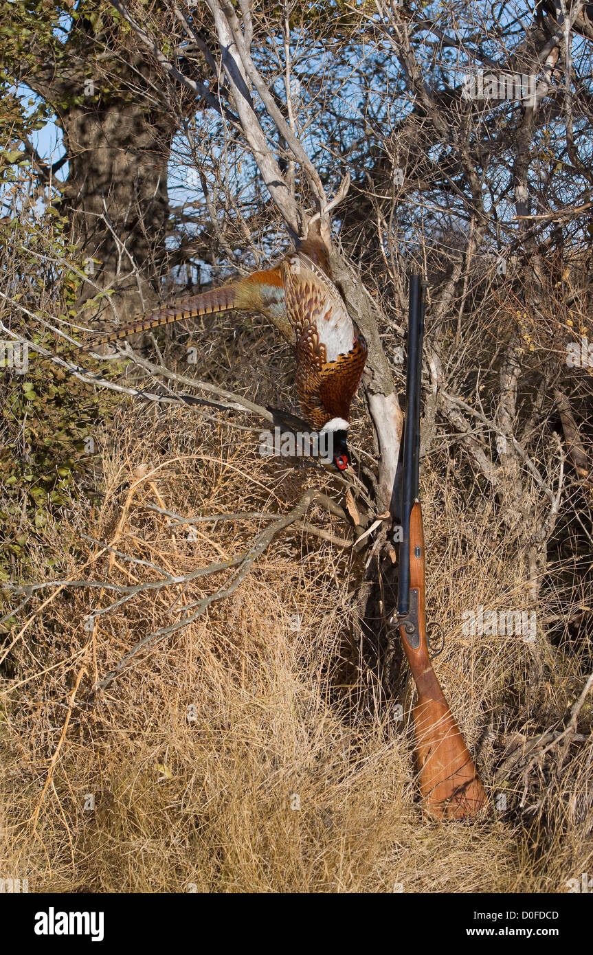 Rooster Pheasants from a successful hunt Stock Photo - Alamy