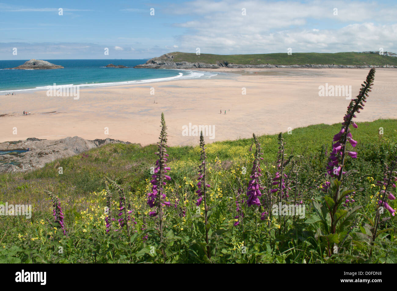Foxgloves, rockpools and sand at Crantock Beach, near Newquay, Cornwall, UK. June. Tide out. Stock Photo