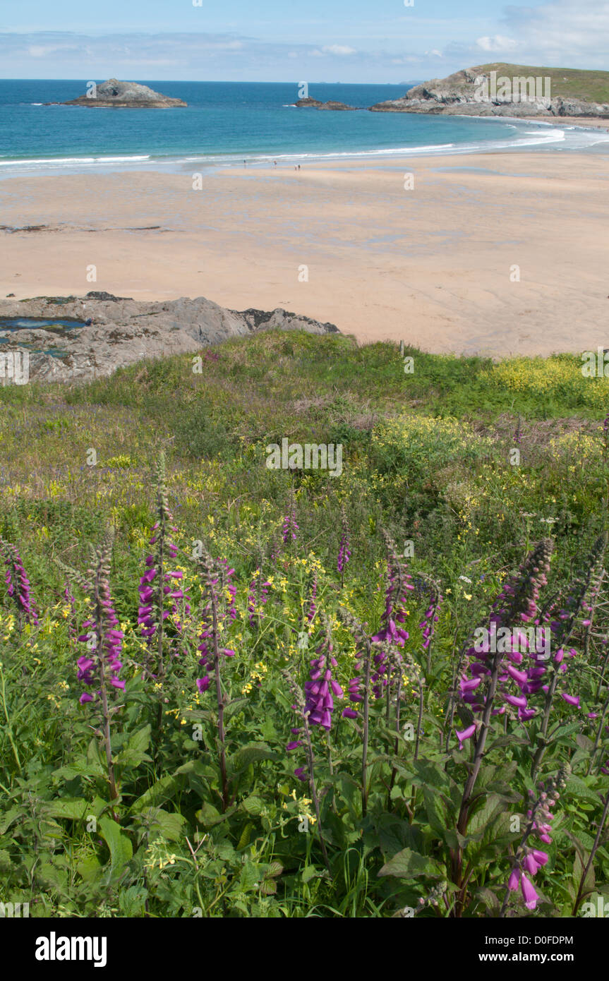 Foxgloves, rockpools and sand at Crantock Beach, near Newquay, Cornwall, UK. June. Tide out. Stock Photo