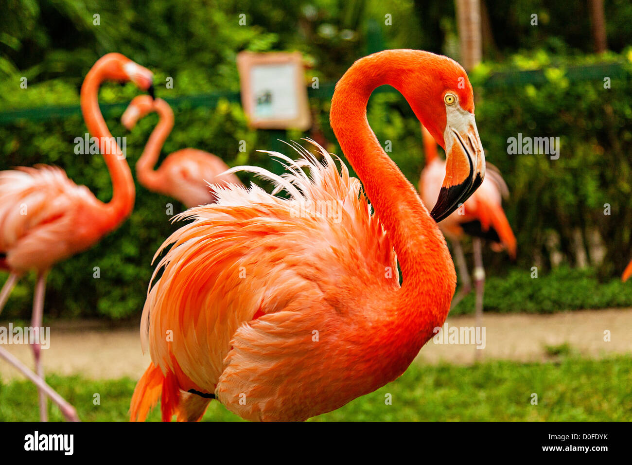 Caribbean flamingos perform their daily march at the Ardastra Gardens Zoo and Conservation Center in Nassau, The Bahamas. Stock Photo
