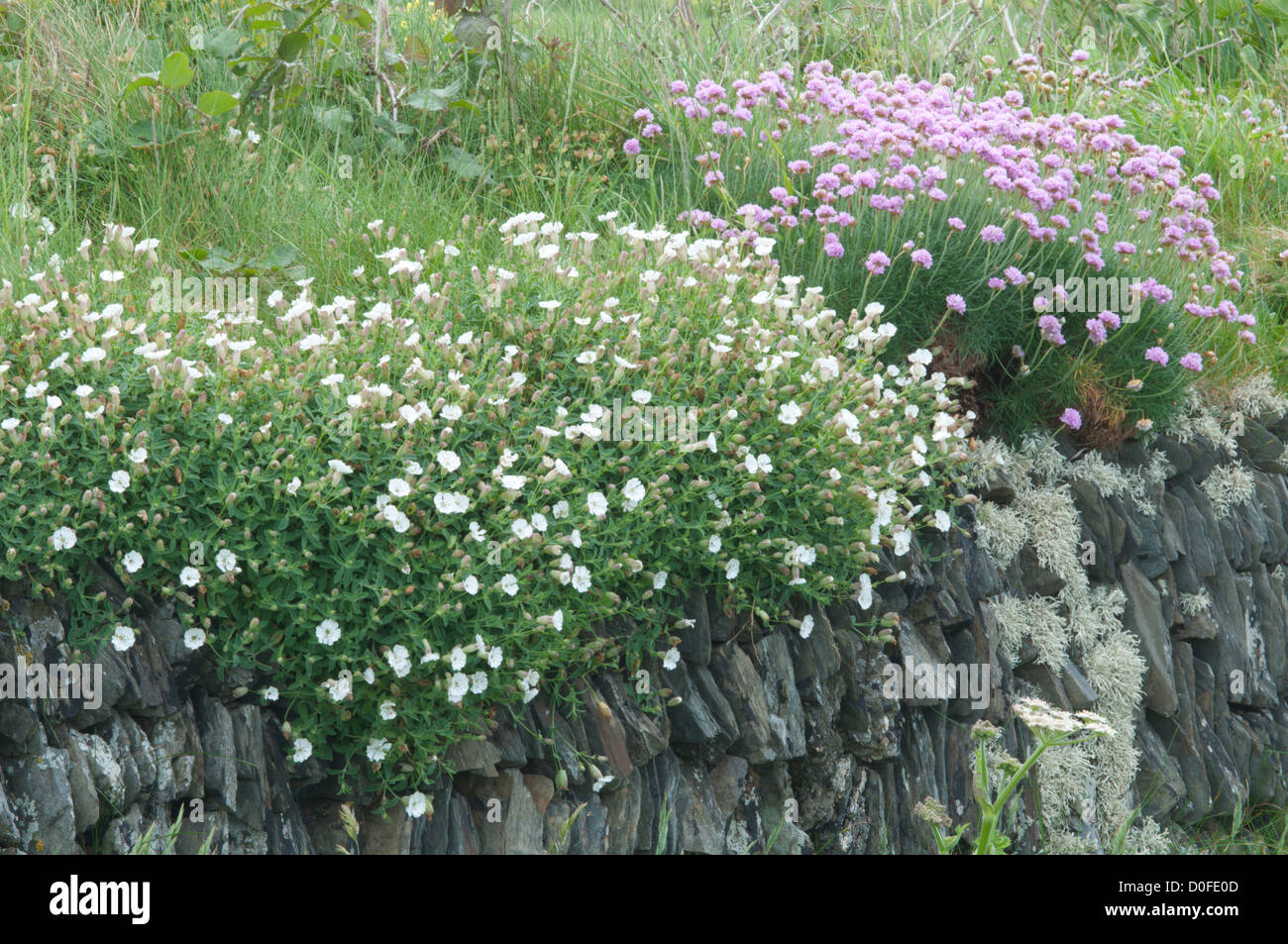 Thrift (Armeria maritima) on old stone wall near cliff top. Newquay, Cornwall, UK. June. Stock Photo