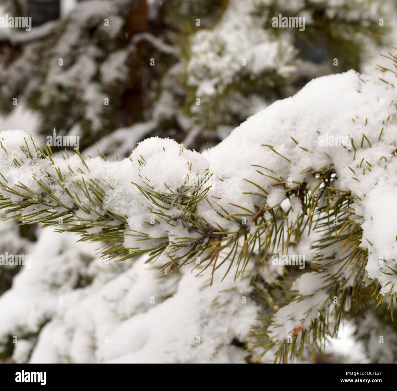 close up of pine in fresh snow Stock Photo - Alamy