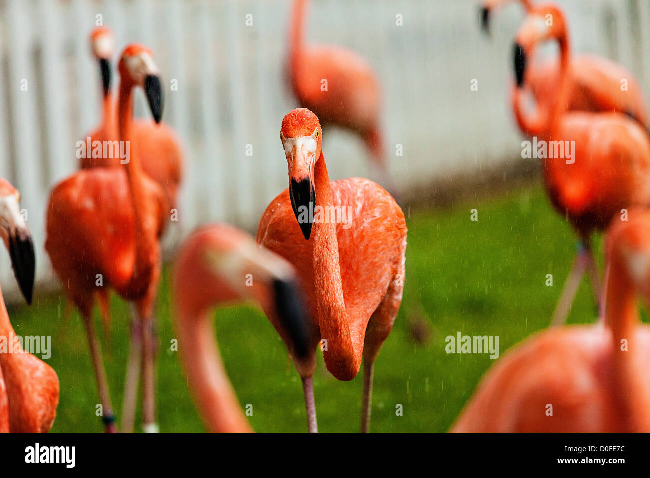 Caribbean flamingos perform their daily march at the Ardastra Gardens Zoo and Conservation Center in Nassau, The Bahamas. Stock Photo