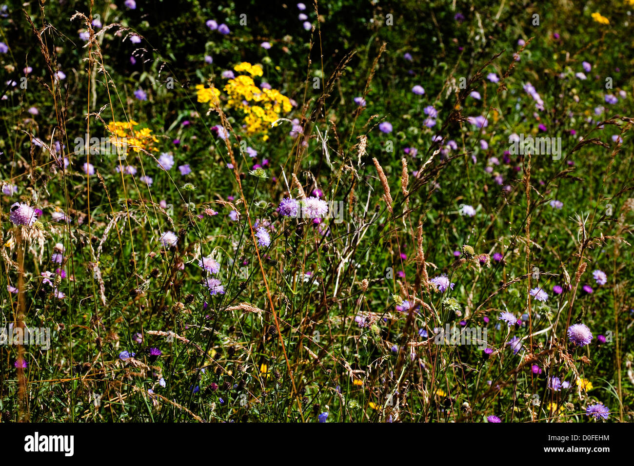 Field Scabious and Oxford Ragwort flowering by footpath Wharram Percy Yorkshire  Wolds England Stock Photo