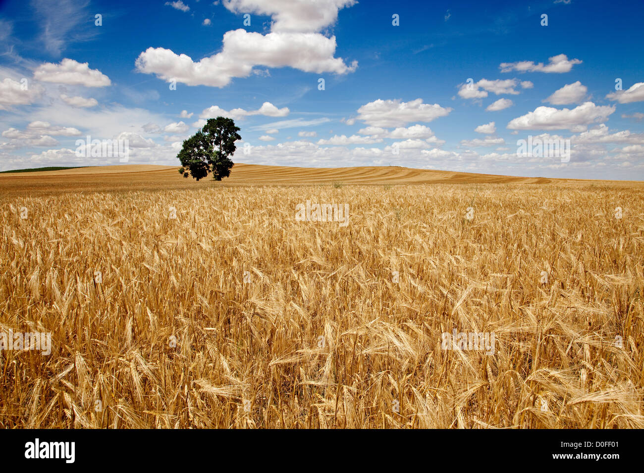 Wheat fields in Palencia Castilla Leon Spain Campos de trigo en