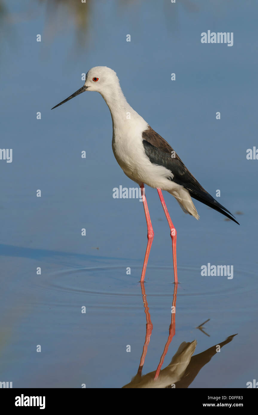 Stelzenläufer, Himantopus himantopus, Black winged Stilt Stock Photo