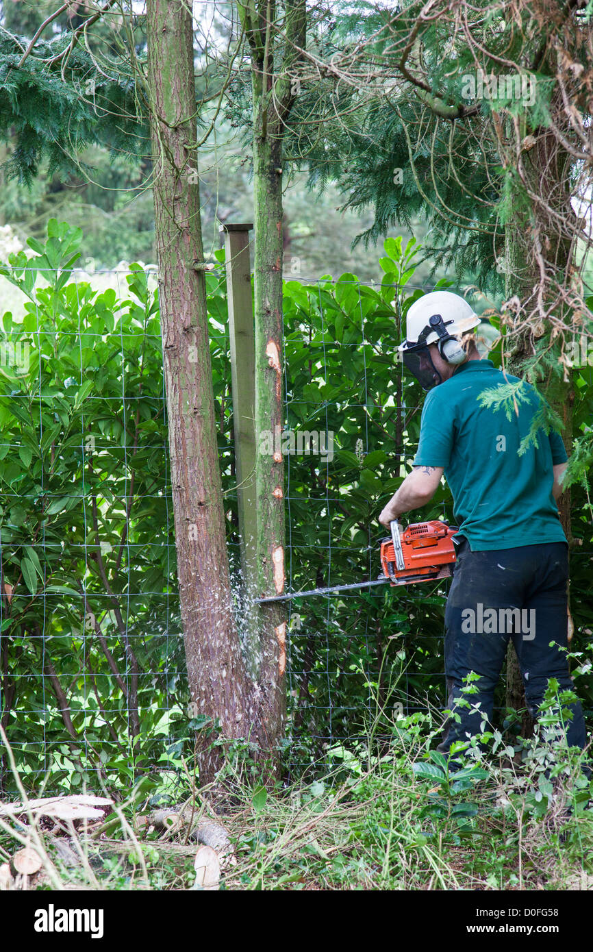 Tree surgeon fells a Leylandii tree with a chainsaw, England. Stock Photo