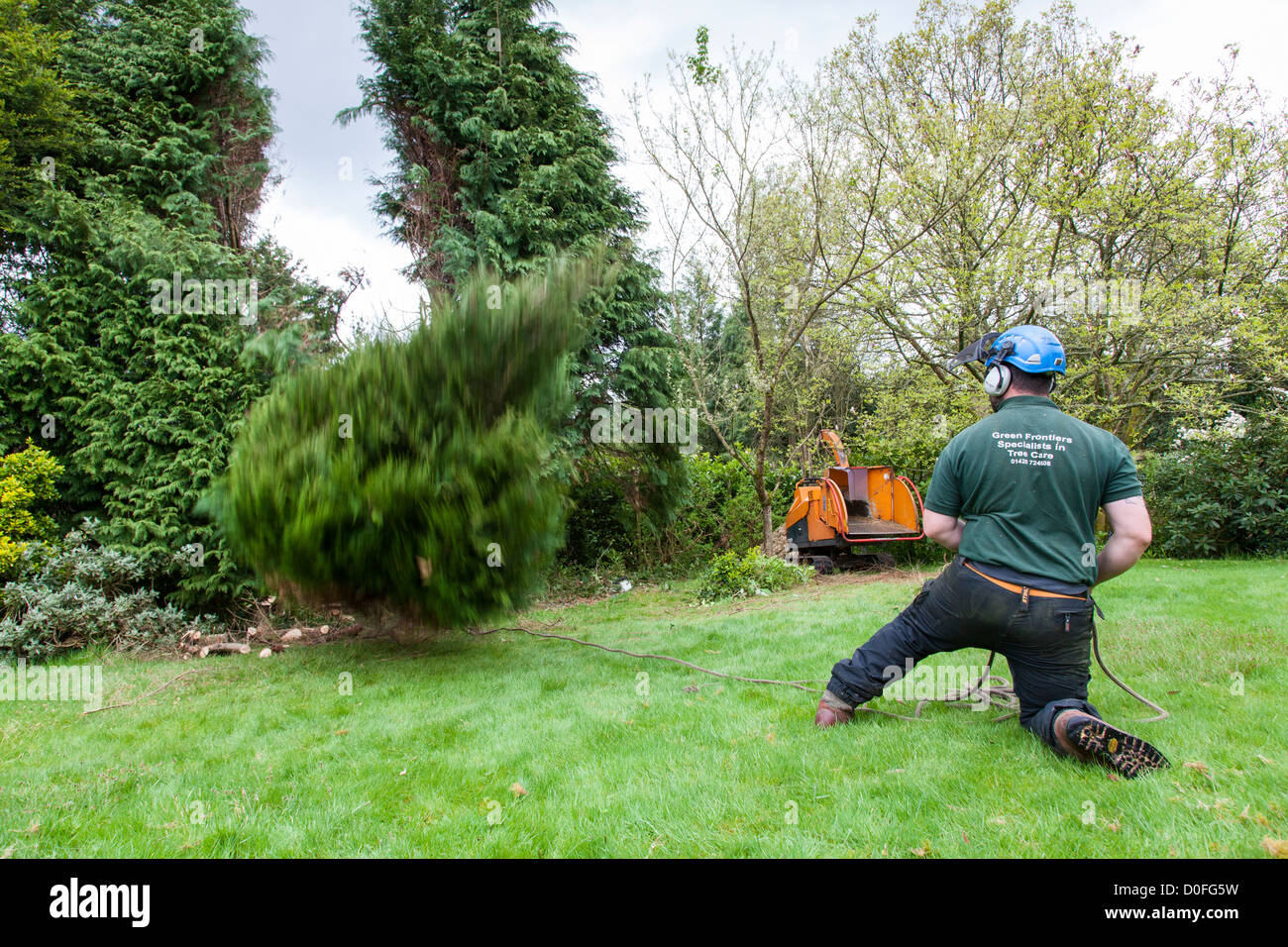 Tree surgeon pulls on a rope to fell a cut Leylandii tree, England. Stock Photo