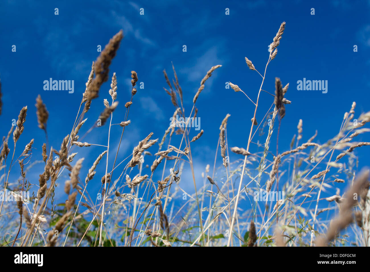 Wild grasses growing by roadside with blue sky in background Pembrokeshire Wales UK Stock Photo