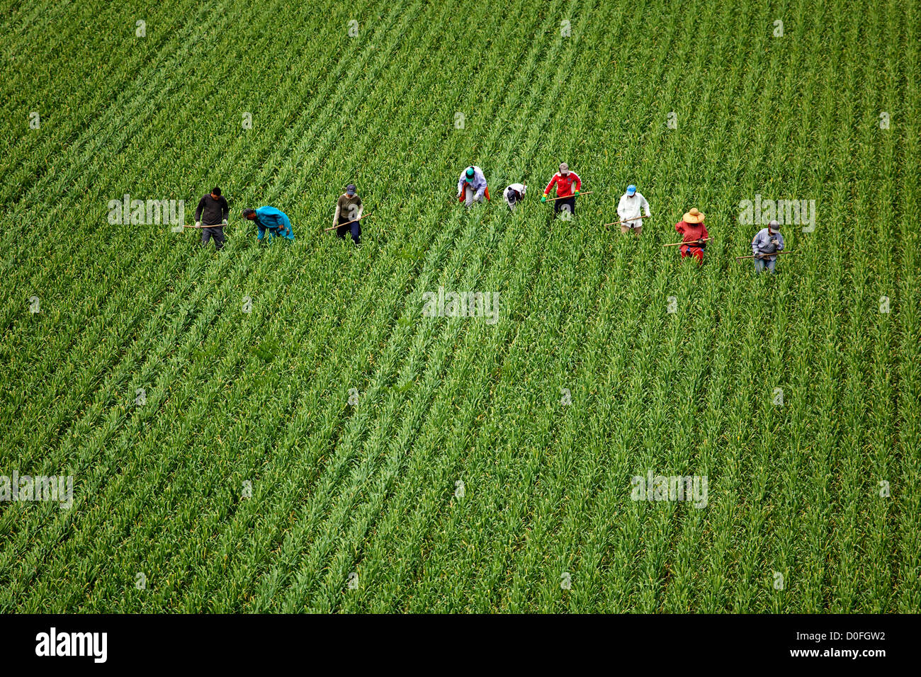 Laborers in a crop field Jornaleros en un campo de cultivo Stock Photo
