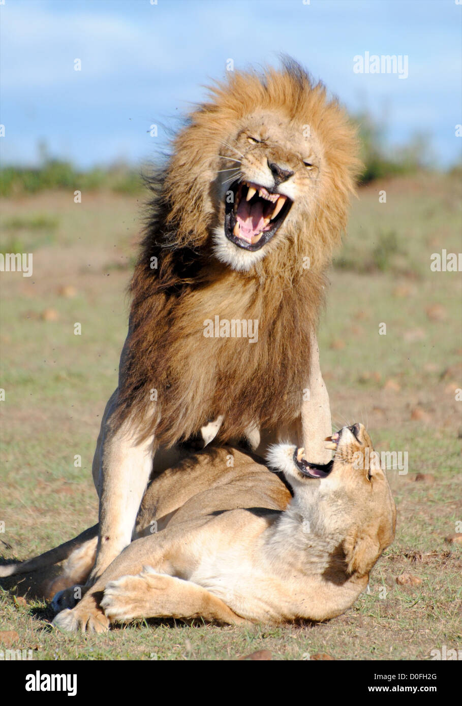 Lions mating hi-res stock photography and images - Alamy