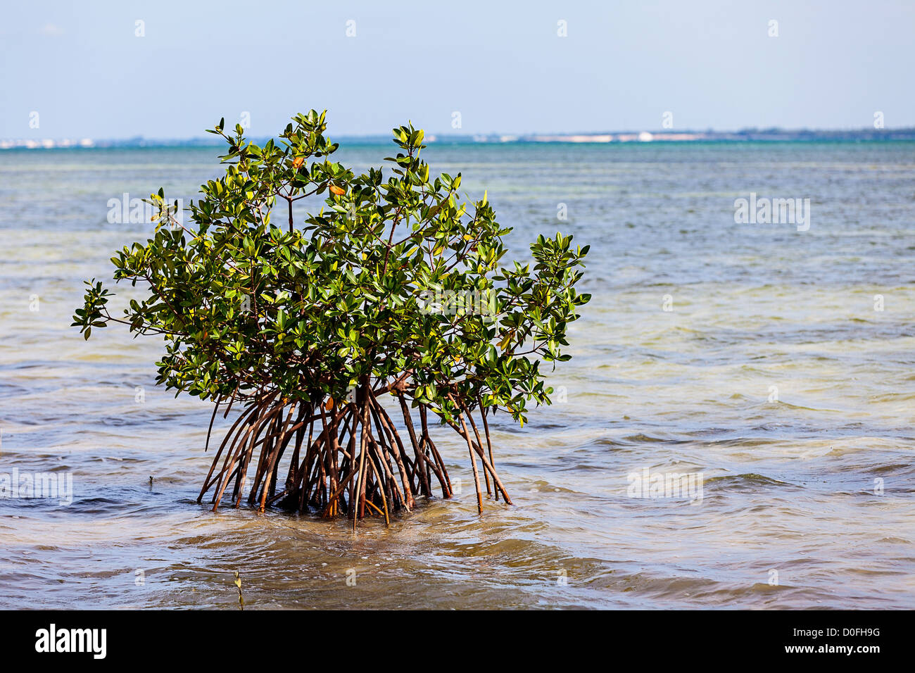 Bahamas mangrove tree hi-res stock photography and images - Alamy