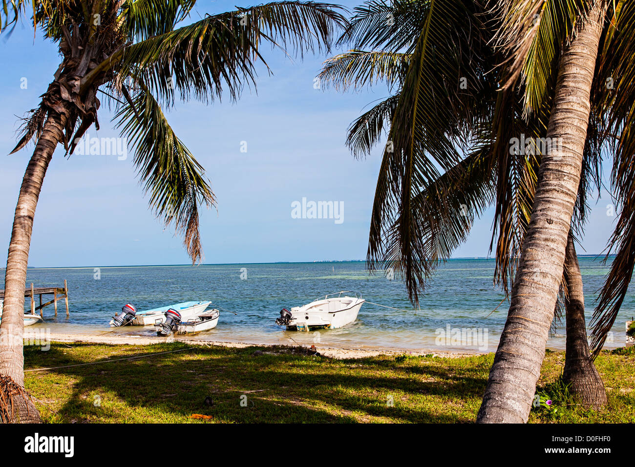 Coconut palms line the coast on Green Turtle Cay, Bahamas Stock Photo
