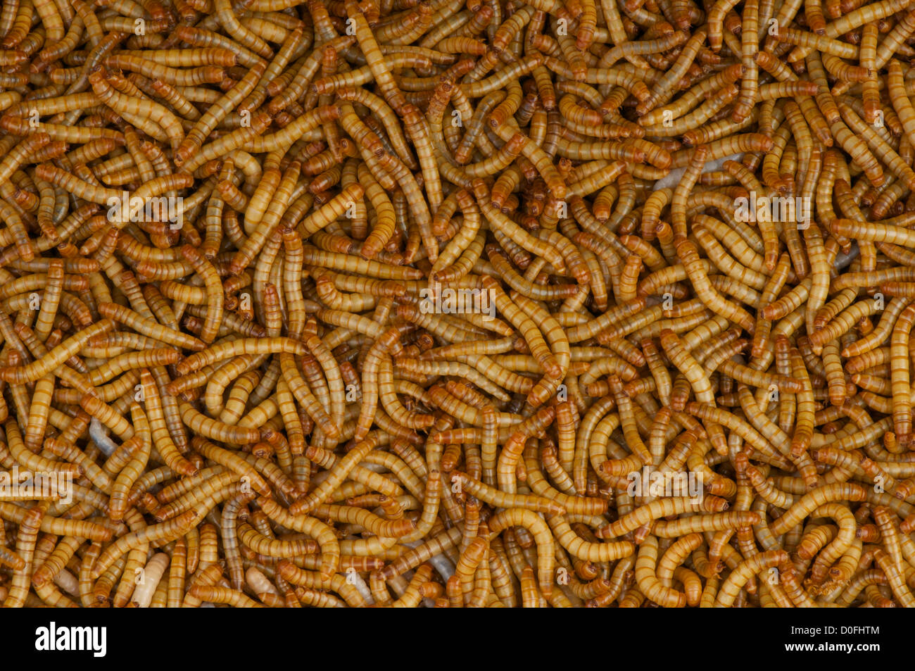 Mealworms / Tenebrio molitor Stock Photo - Alamy