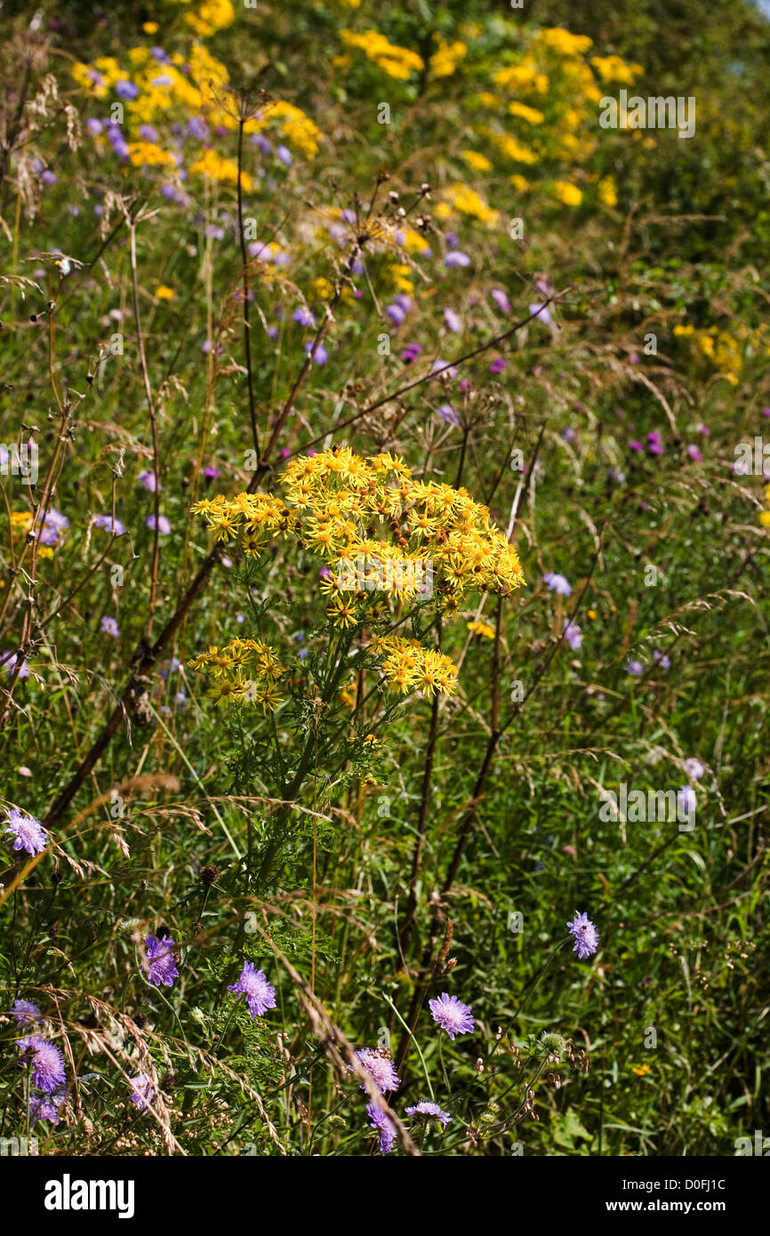 Oxford Ragwort flowering by footpath Wharram Percy Yorkshire  Wolds England Stock Photo
