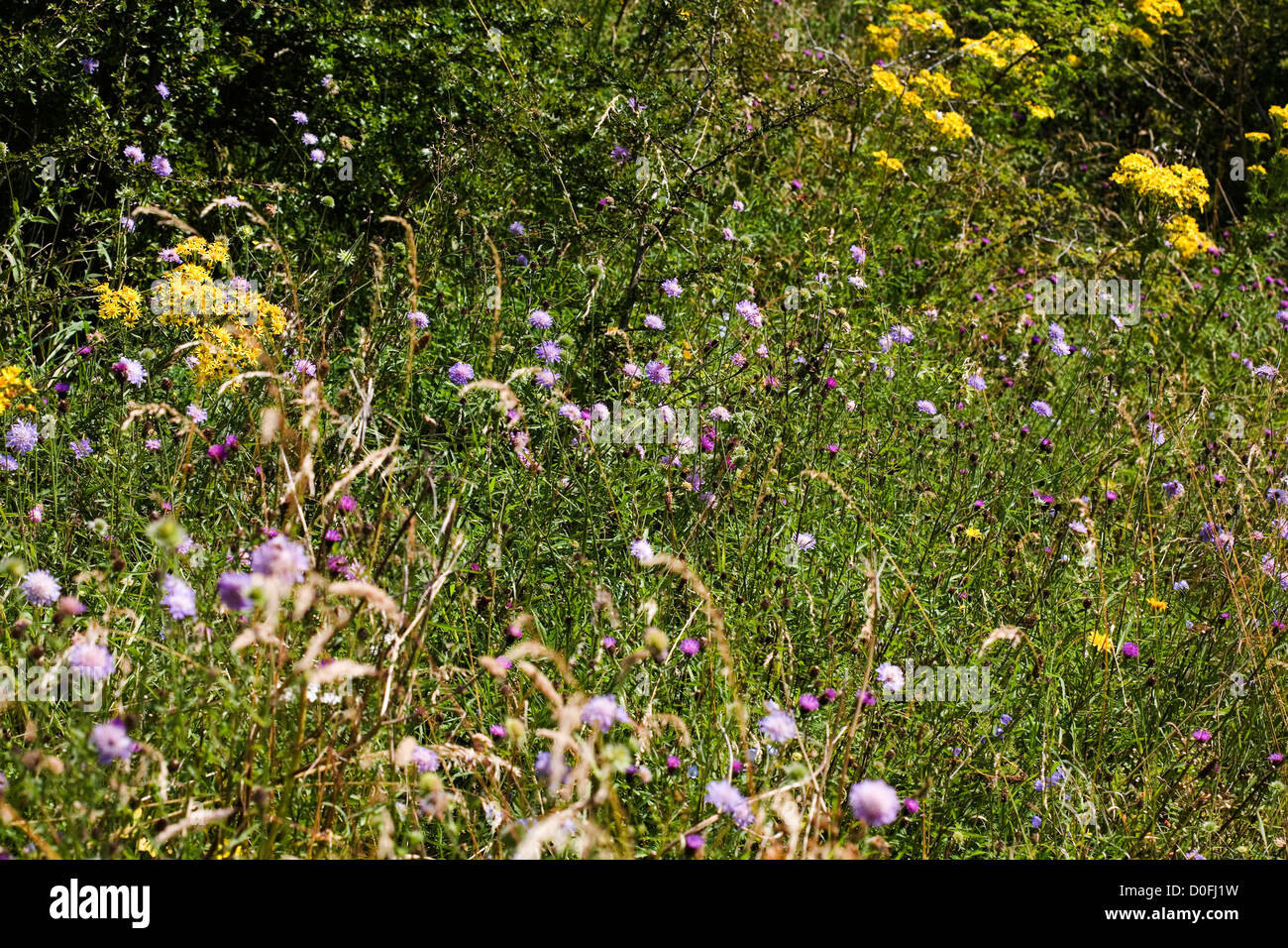 Field Scabious and Oxford Ragwort flowering by footpath Wharram Percy Yorkshire  Wolds England Stock Photo