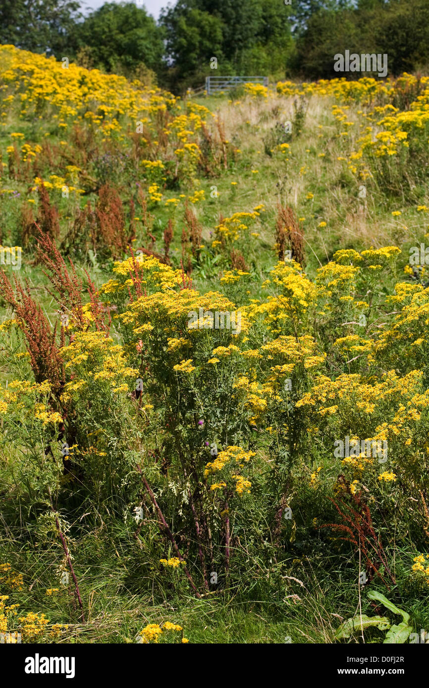 Oxford Ragwort flowering by footpath Wharram Percy Yorkshire  Wolds England Stock Photo