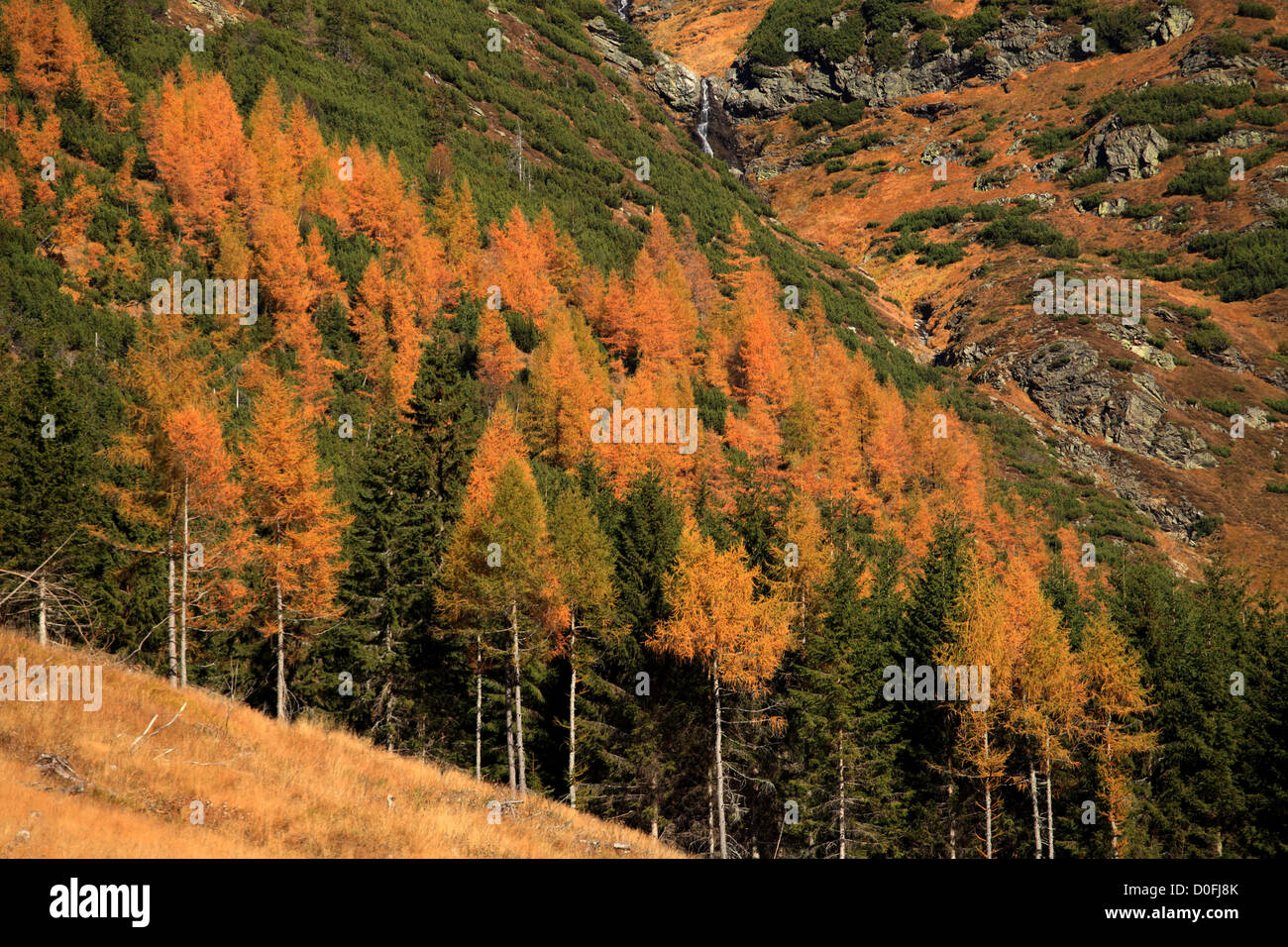 The yellow-coloured larch trees in Ziarska dolina, Zapadne Tatry - Rohace, Slovakia. Stock Photo