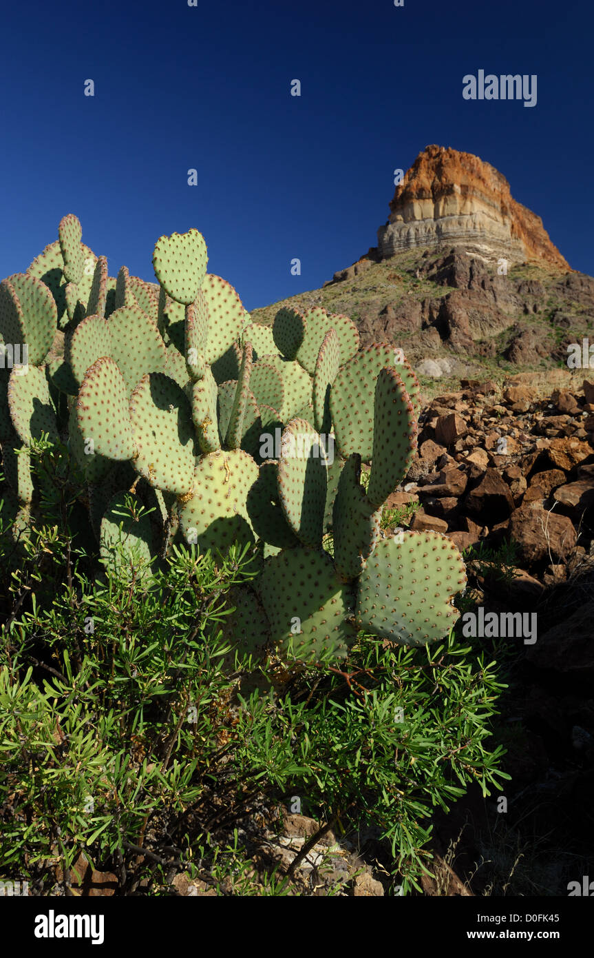Prickly pear cactus in Big Bend National Park Texas Stock Photo Alamy