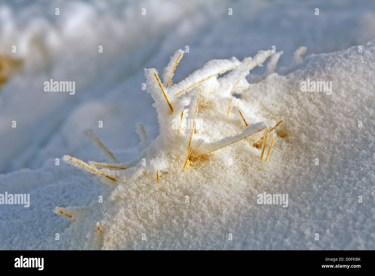 Withered grass covered with white snow Stock Photo - Alamy