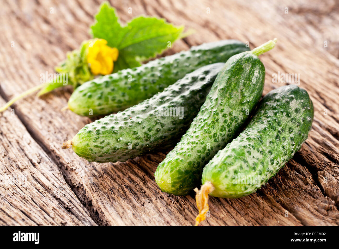 ые огурцы. малосольные огурцы быстрого приготовления. огурец. огурец вагнер f1. огурец агростарт f1 12 шт.