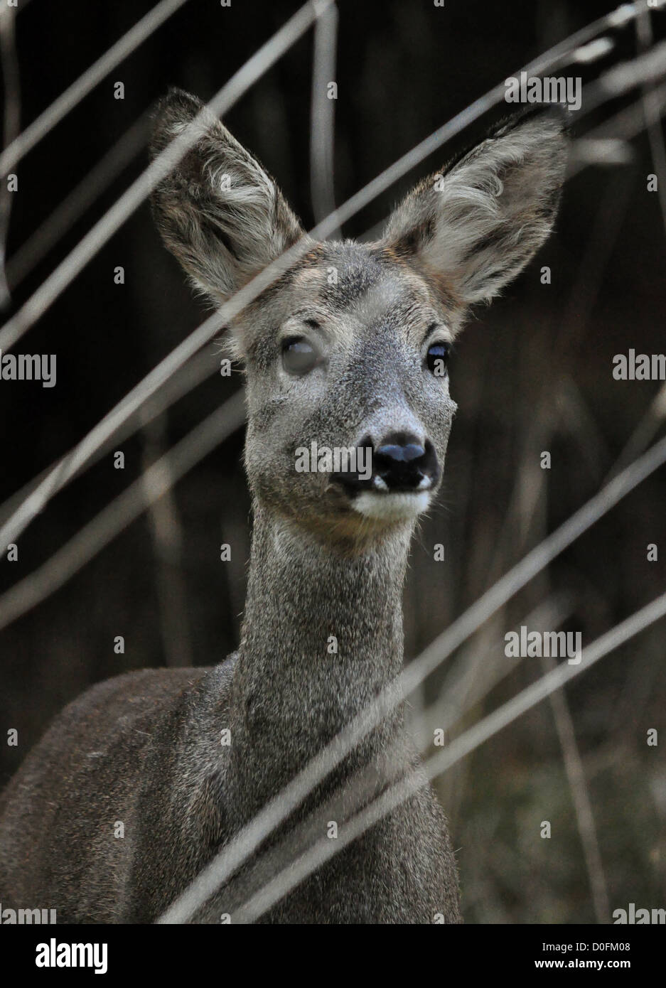 roe deer portrait Stock Photo - Alamy
