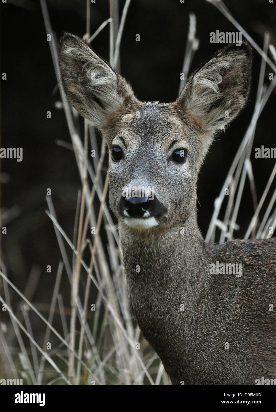 roe deer portrait Stock Photo - Alamy