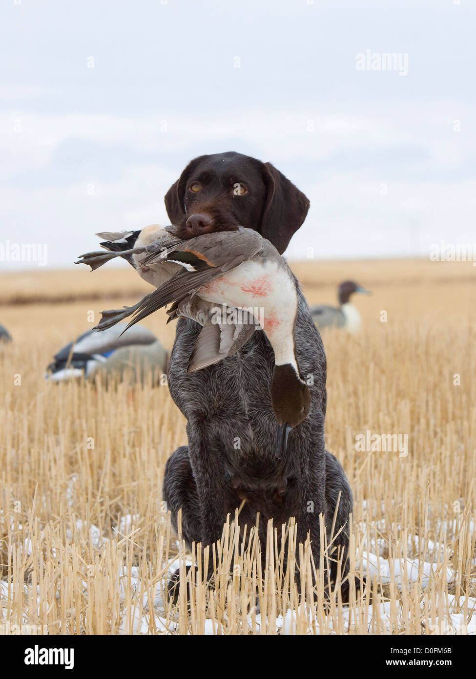 deutsch drahthaar hunting