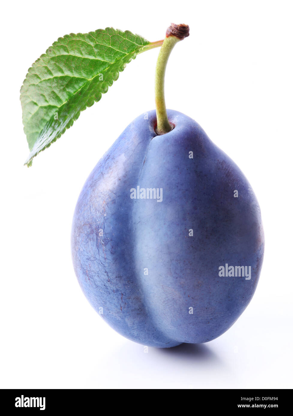 Plum with a leaf on a white background. Stock Photo