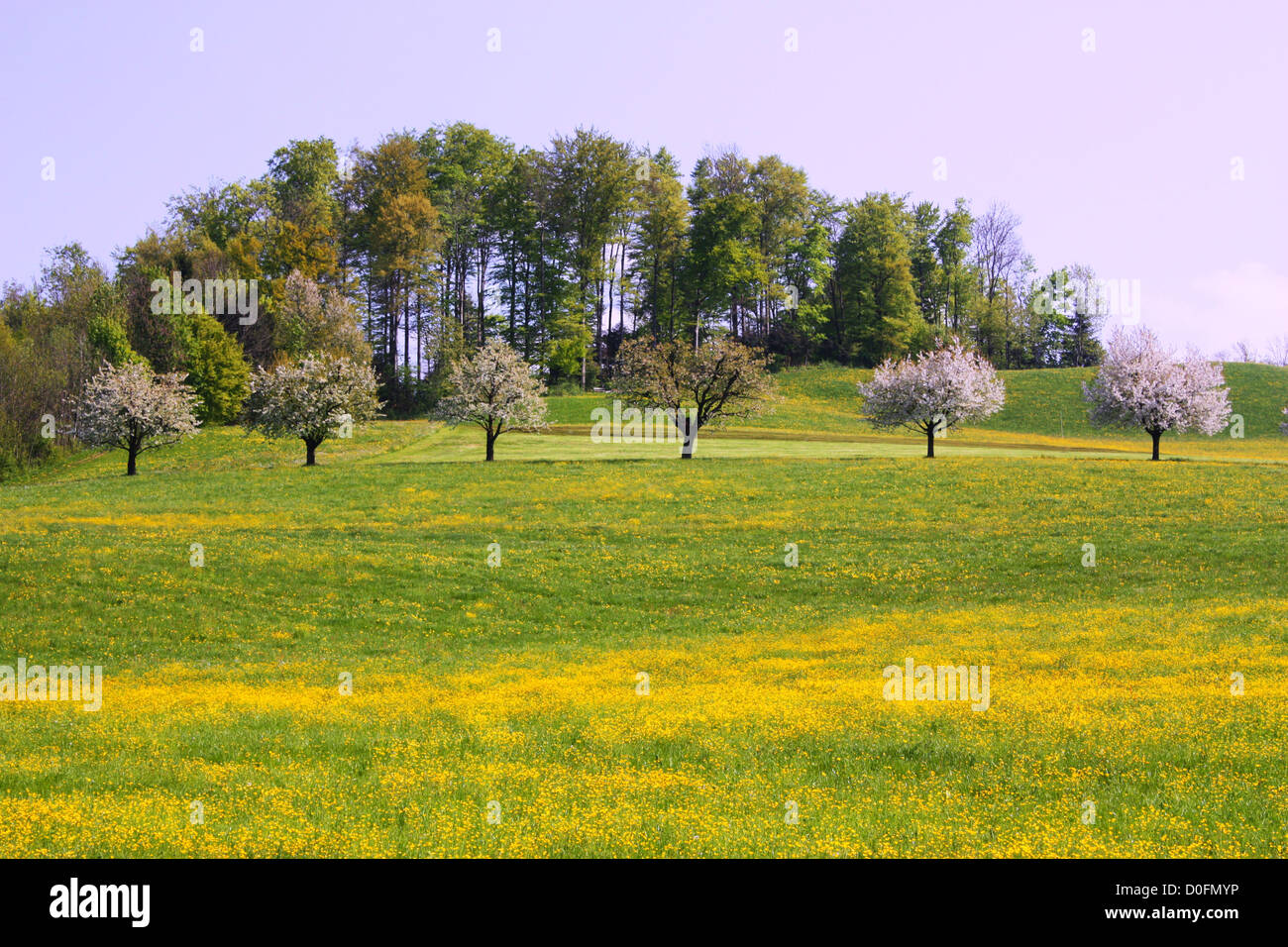 Green meadow in country side in Switzerland Stock Photo