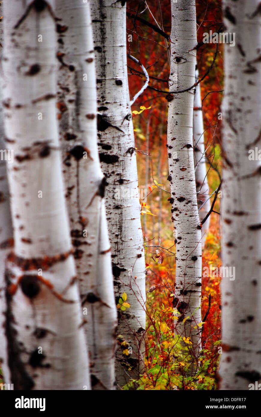 Detail of Golden Autumn Birch Leaves with Tree in Background Stock ...