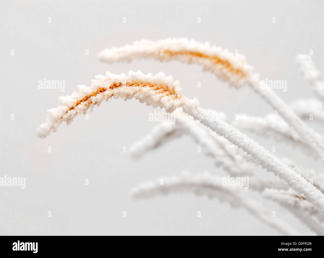 Frost covered plants hi-res stock photography and images - Alamy
