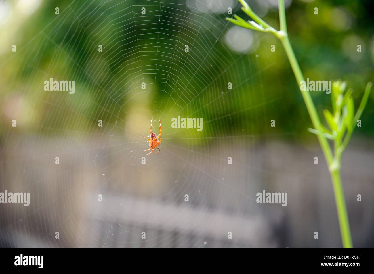 Spider sitting on its web in a garden Stock Photo - Alamy