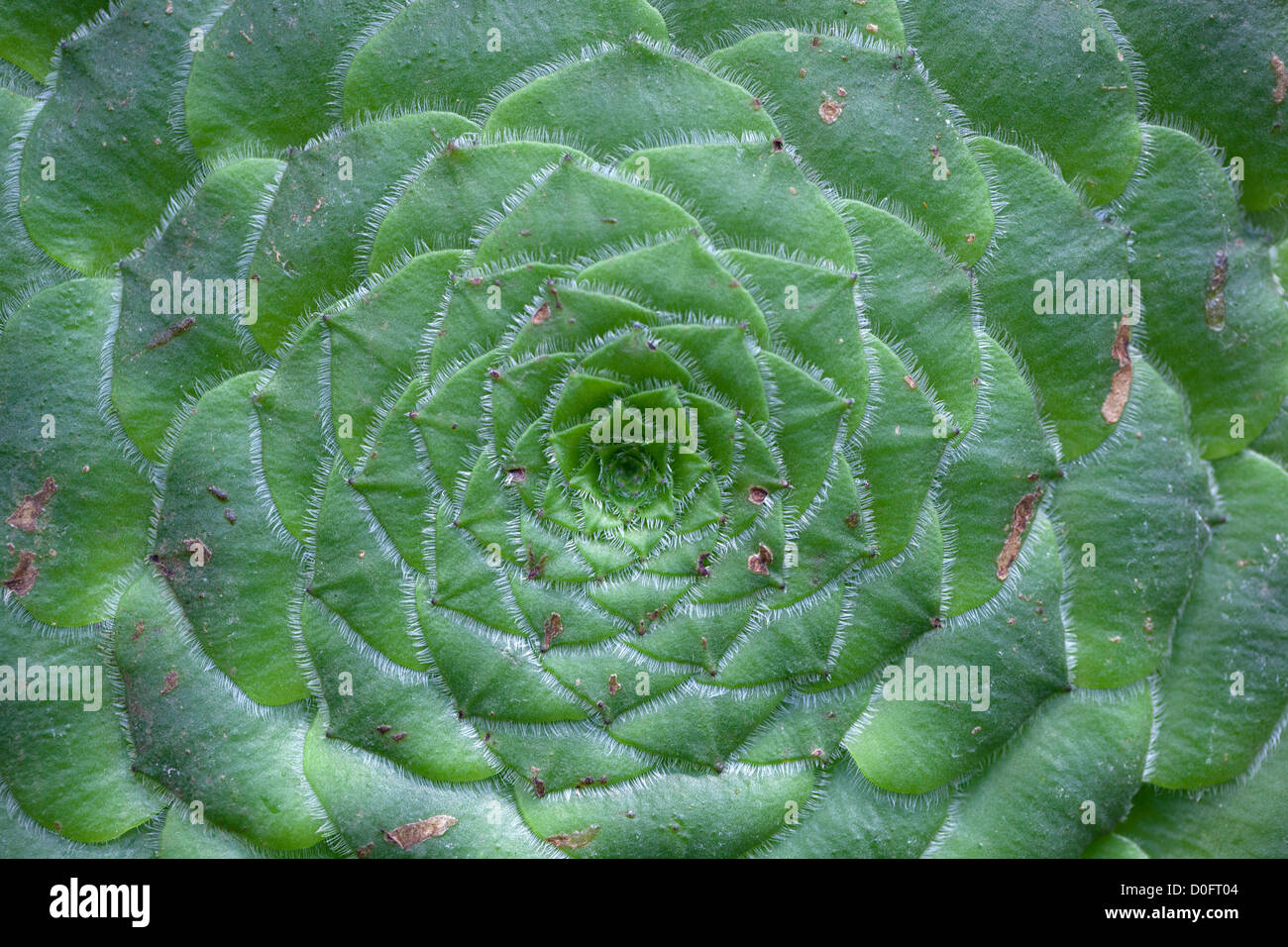 Flat-topped Aeonium, Skivtaklök (Aeonium tabuliforme) Stock Photo