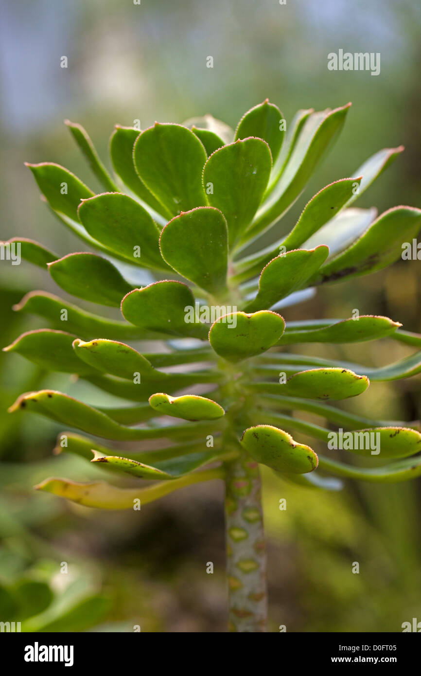 Aeonium percarneum Stock Photo