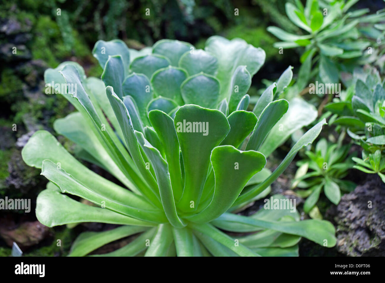 Aeonium canariense Stock Photo