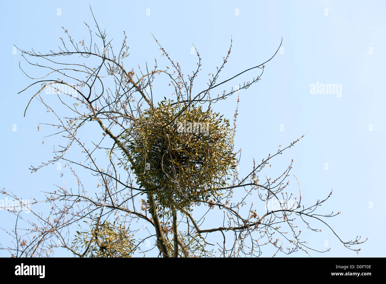 Mistletoe, Mistel (Viscum album) Stock Photo