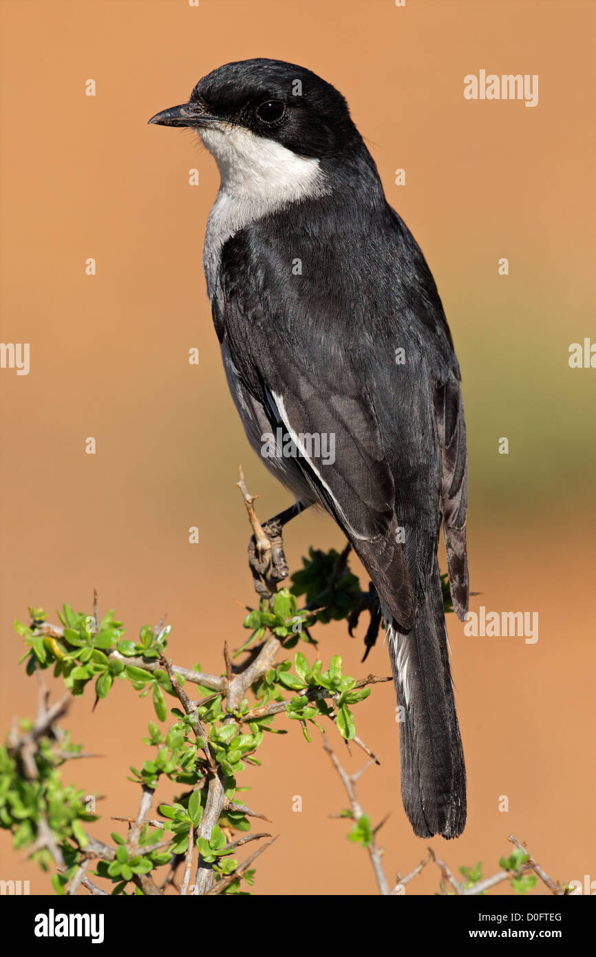 A fiscal flycatcher (Sigelus silens) perched on a twig, South Africa Stock Photo