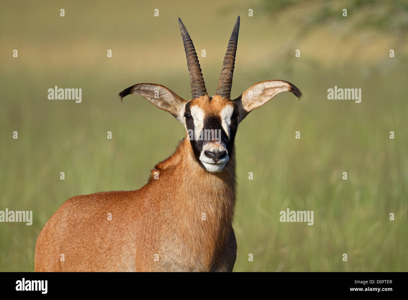 Portrait of a rare roan antelope (Hippotragus equinus), South Africa Stock  Photo - Alamy