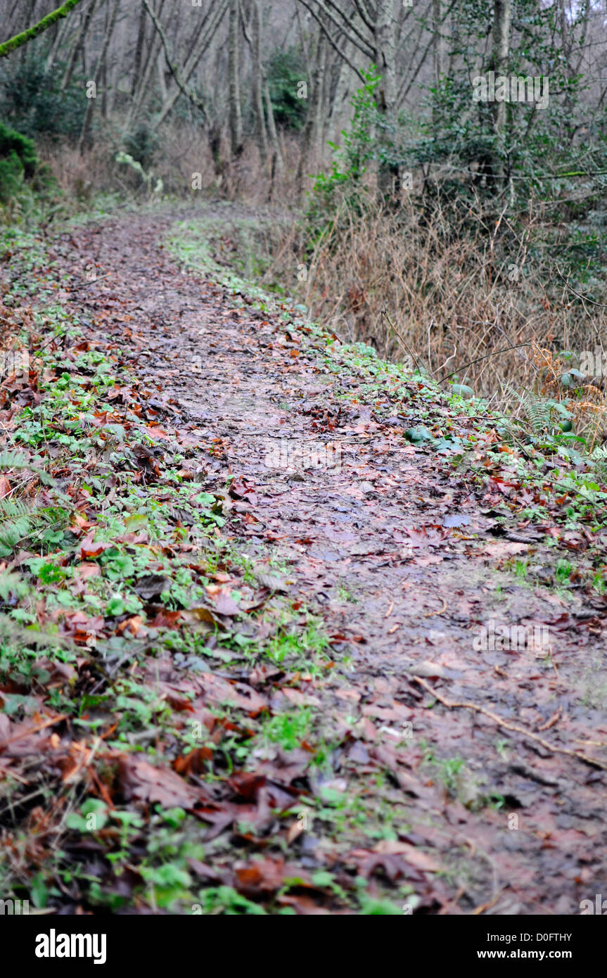 Walking path in the woods Stock Photo - Alamy