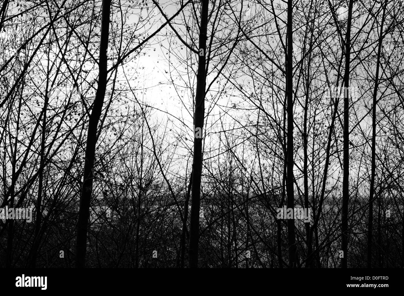 Trees and branches silhouette Black and White Stock Photos & Images - Alamy