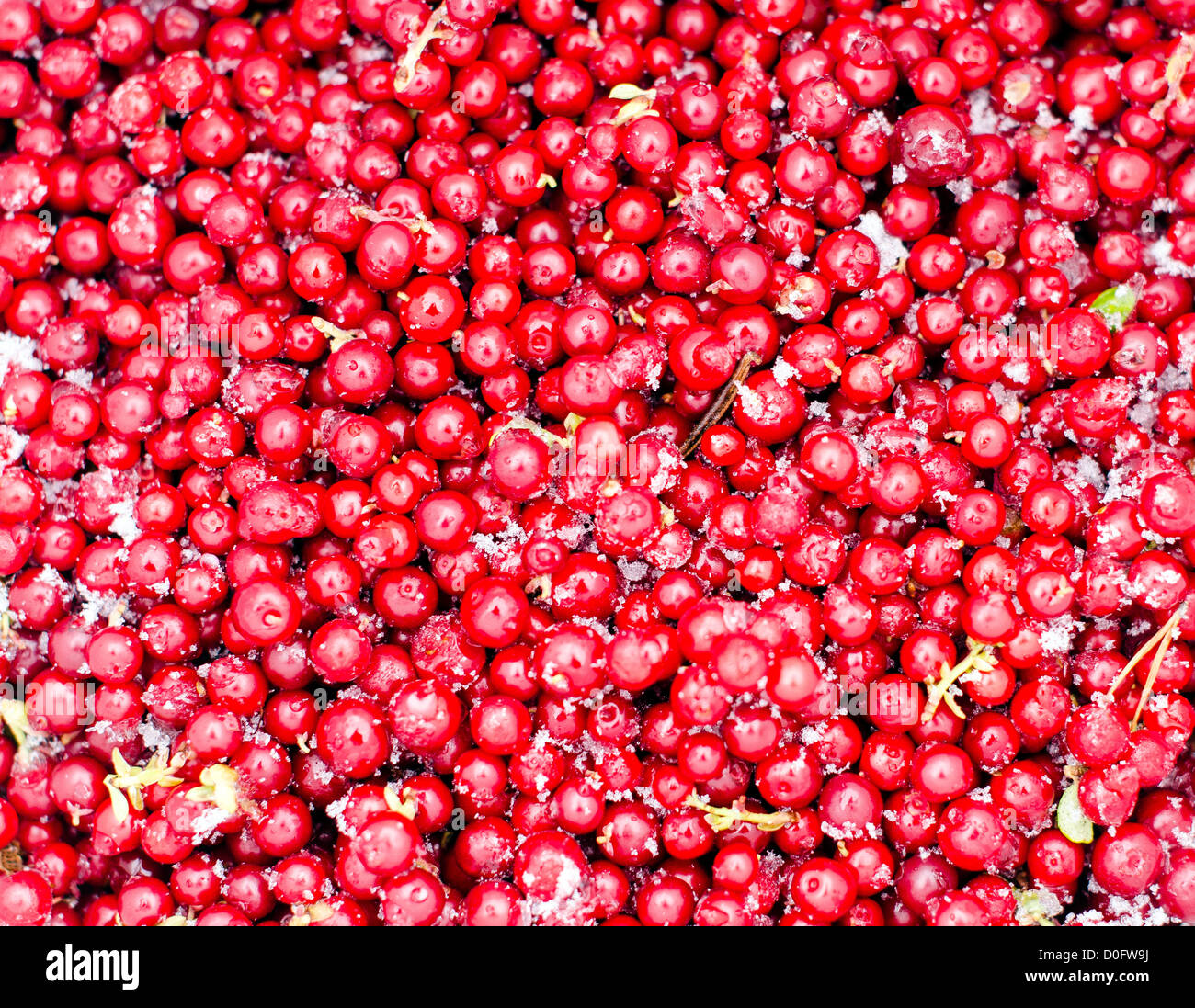 lingon berries