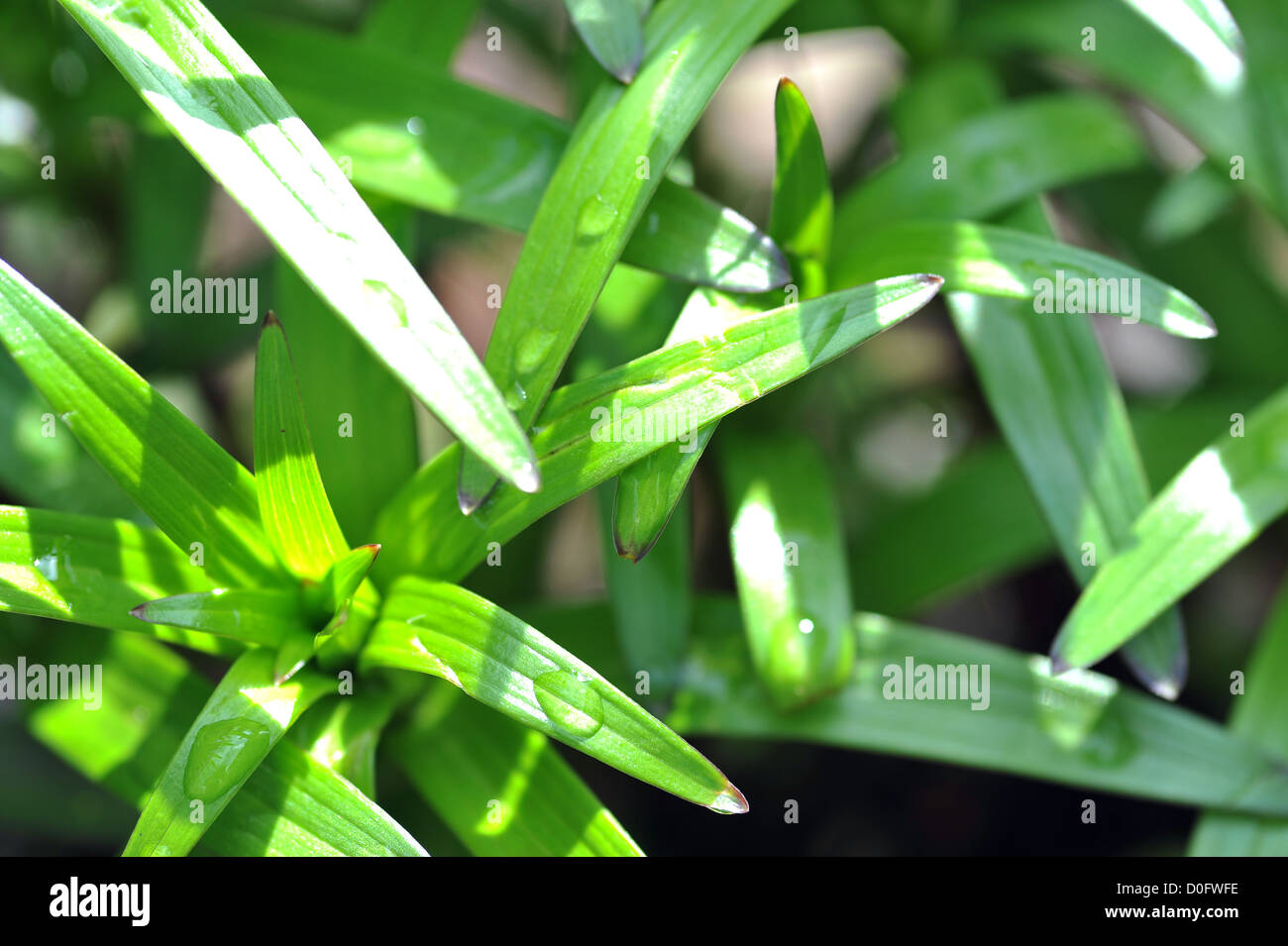Vibrant green plant with spear shaped leaves speckled in water droplets Stock Photo