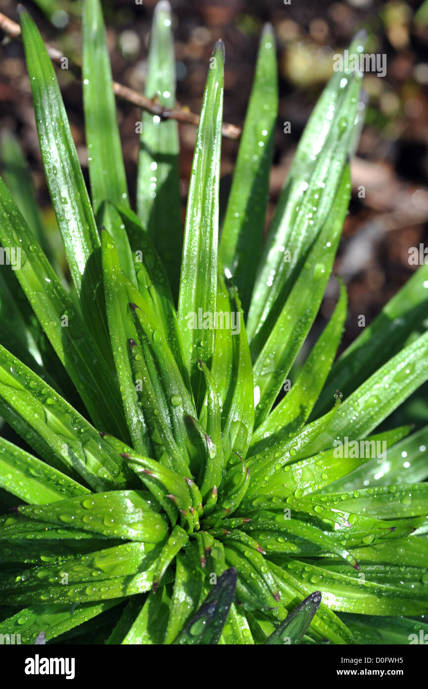 Vibrant green plant with spear shaped leaves speckled in water droplets Stock Photo