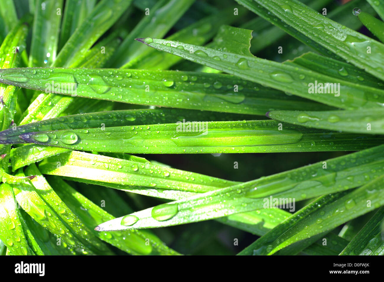 Vibrant green plant with spear shaped leaves speckled in sunlight and water droplets Stock Photo
