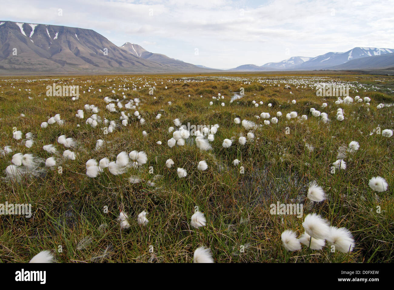 Arctic cotton grass hires stock photography and images Alamy