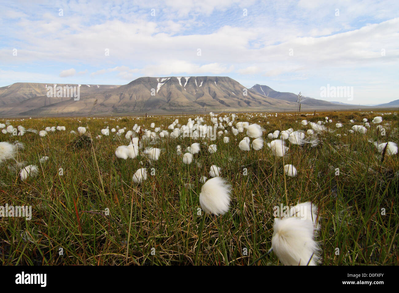 cotton grass in an arctic landscape Stock Photo Alamy