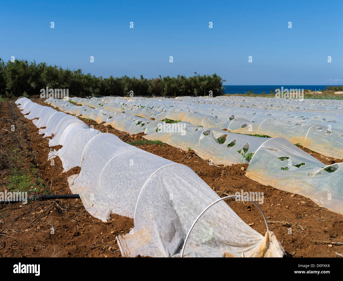 dh Cypriot fields FARMING SOUTH CYPRUS In Rows of farmed vegetables