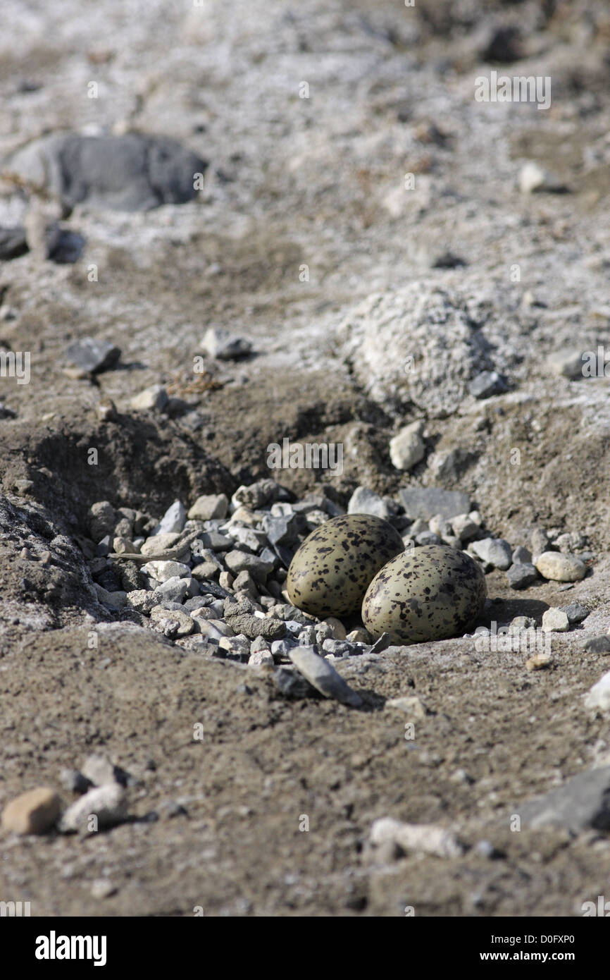 arctic tern nest in a polar bear track Stock Photo Alamy